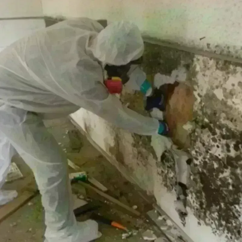 Mold Remediation and Removal in De Soto Parish, LA